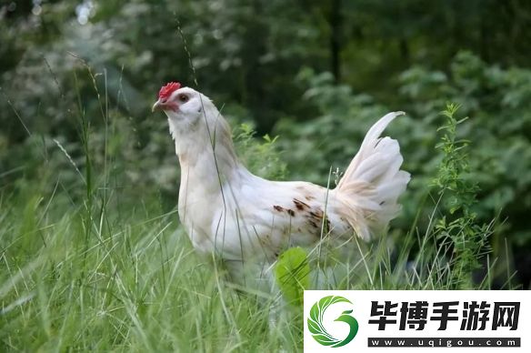 巴西**多读书还能减刑！这些神奇冷知识你知道吗