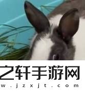 当了两年“狗”的日本人
